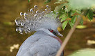 ZooParc de Beauval