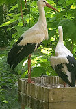 ZooParc de Beauval