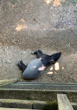 ZooParc de Beauval