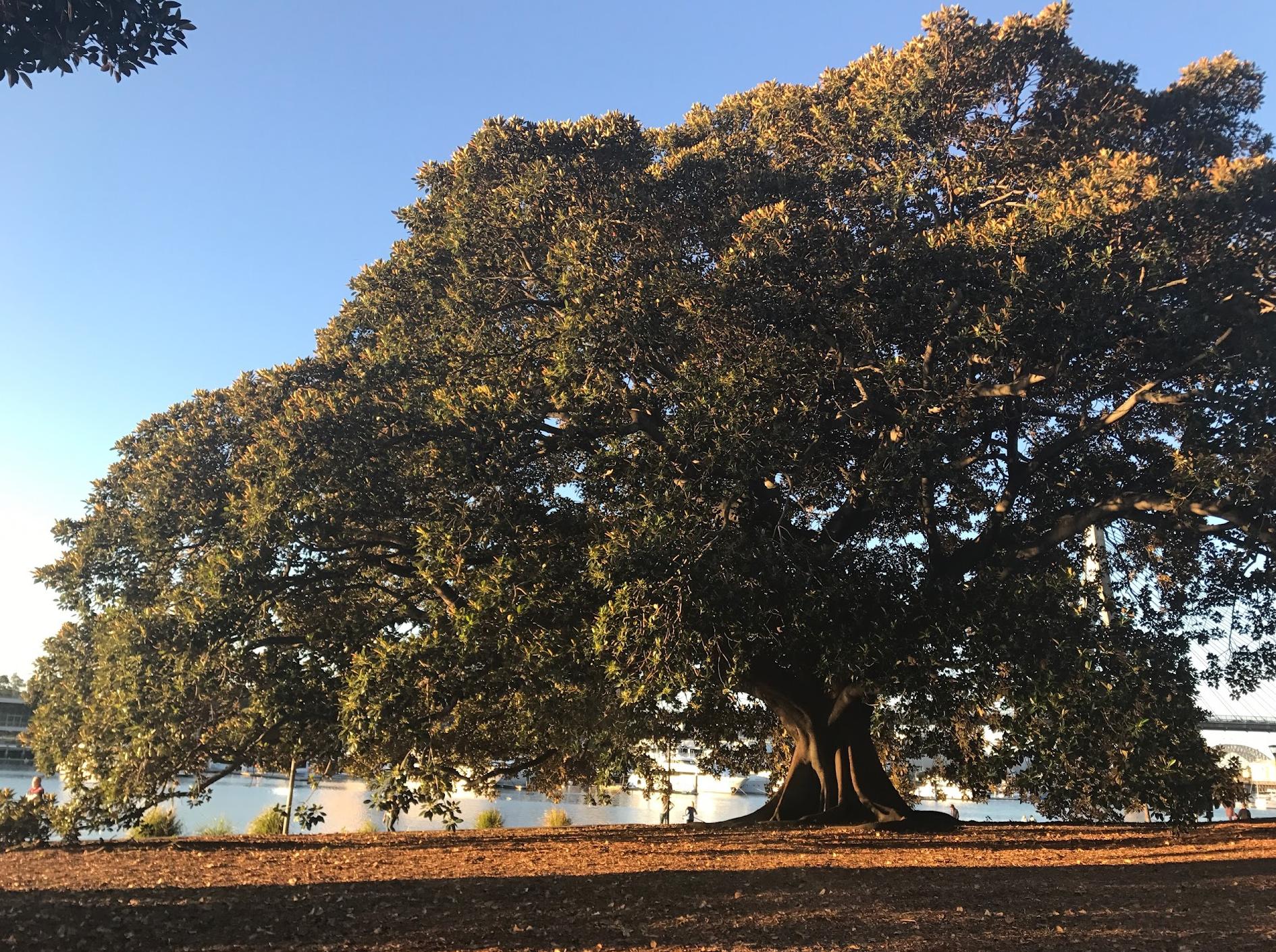 Glebe Point Park