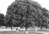 Glebe Point Park