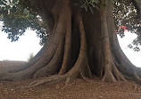 Glebe Point Park