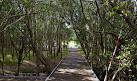 Badu Mangroves