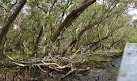 Badu Mangroves