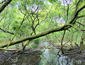 Badu Mangroves