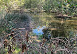 Badu Mangroves