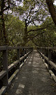 Badu Mangroves