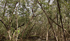 Badu Mangroves