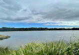 Badu Mangroves