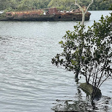 Badu Mangroves