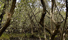 Badu Mangroves