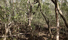 Badu Mangroves