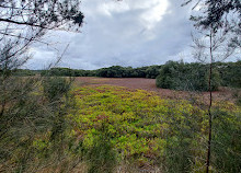 Blaxland Seat