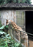 Zoológico de São Paulo