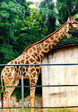 Zoológico de São Paulo