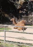 Zoológico de São Paulo