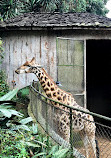 Zoológico de São Paulo