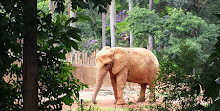 Zoológico de São Paulo