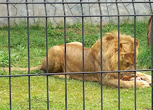 Zoológico Municipal de Guarulhos