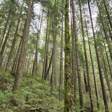 Lynn Canyon Suspension Bridge