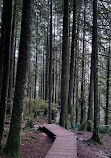 Lynn Canyon Suspension Bridge