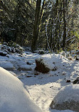 Lynn Canyon Suspension Bridge