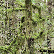 Lynn Canyon Suspension Bridge