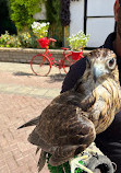 Dubai Miracle Garden