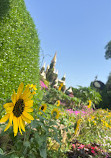 Dubai Miracle Garden