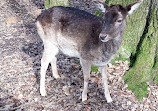 Wildgehege Forstwald