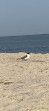 Cape May Lighthouse