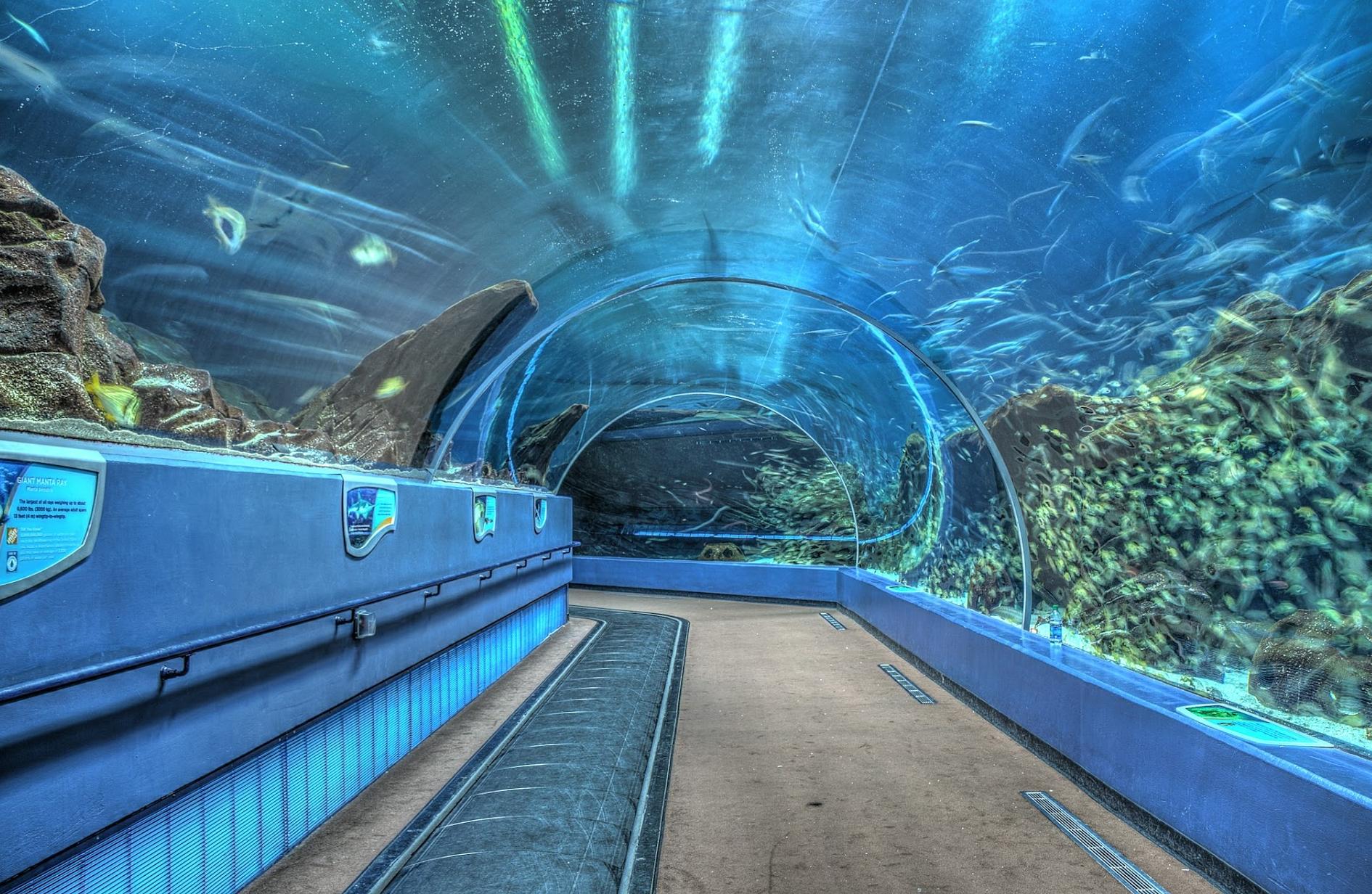 Georgia Aquarium