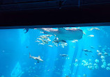 Georgia Aquarium