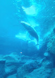 Georgia Aquarium