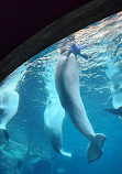 Georgia Aquarium