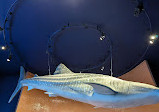 Georgia Aquarium