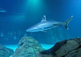 Georgia Aquarium