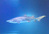 Georgia Aquarium