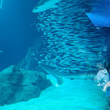 Georgia Aquarium