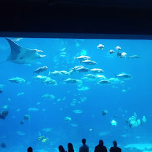 Georgia Aquarium