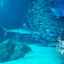 Georgia Aquarium