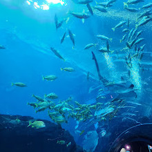 Georgia Aquarium