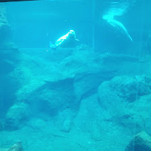 Georgia Aquarium