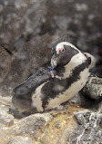 Georgia Aquarium