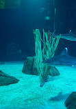 Georgia Aquarium