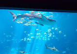 Georgia Aquarium