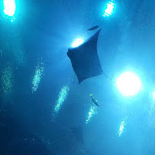 Georgia Aquarium