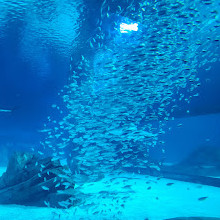 Georgia Aquarium