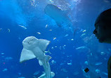 Georgia Aquarium