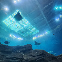 Georgia Aquarium